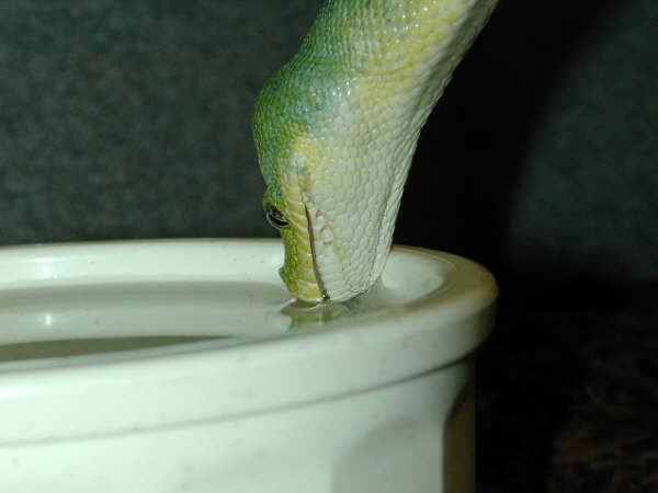 drink